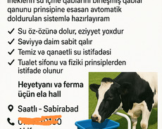 İnəklər üçün avtomatik su sistemi – qura