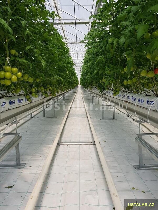 Parnik tikintisi Parnik tikintisi